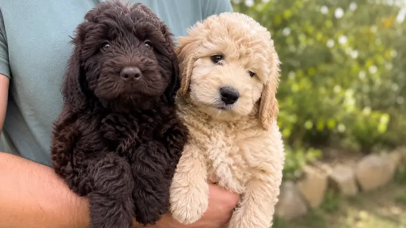 Zwei Australian Cobberdog Welpen, einer schokoladenbraun und einer creme, auf dem Arm einer Person